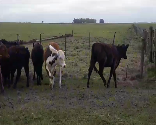 Lote 100 Terneros en Gral. Lamadrid, Buenos Aires