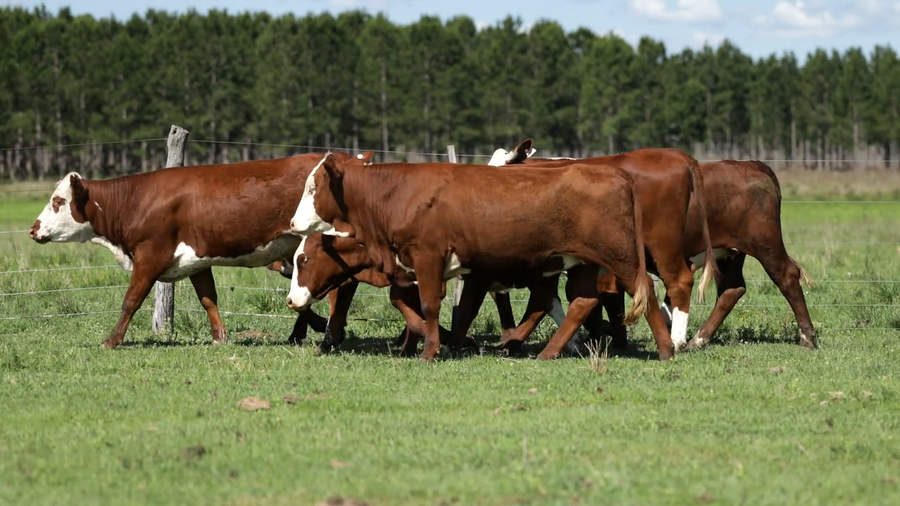 Lote Vaquilla para servicio