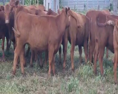 Lote 40 Vaquillonas P/ entorar en Olavarría, Buenos Aires