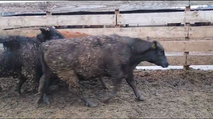 Lote 17 Vaquilla Gorda en Los Ángeles, VIII Región Biobío