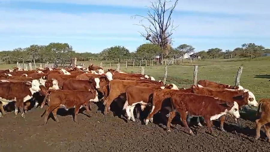 Lote 93 Terneros/as en Corrientes, Curuzú-Cuatiá