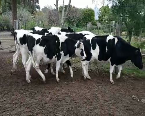 Lote 17 Novillos 2 a 3 años en Colonia