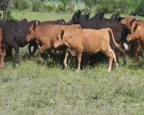 Lote 110 Terneras en Villaguay, Entre Ríos
