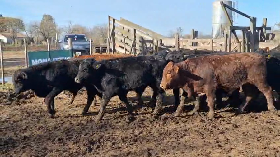 Lote 70 Terneros en Cañuela