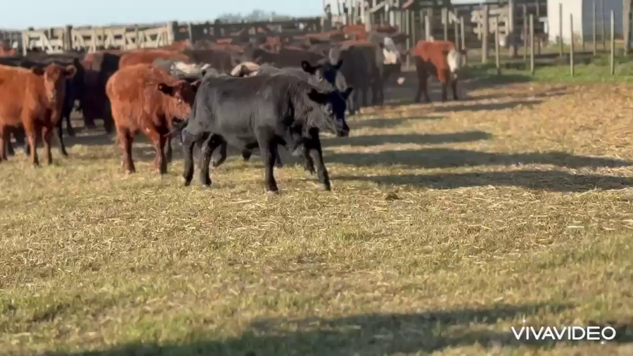 Lote 110 Terneras