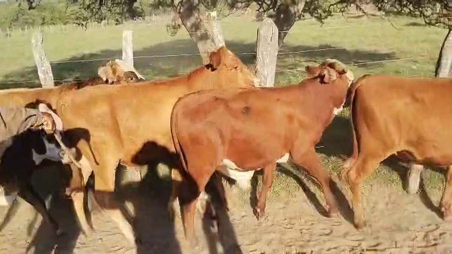 Lote 63 Novillos en Corrientes, Mercedes