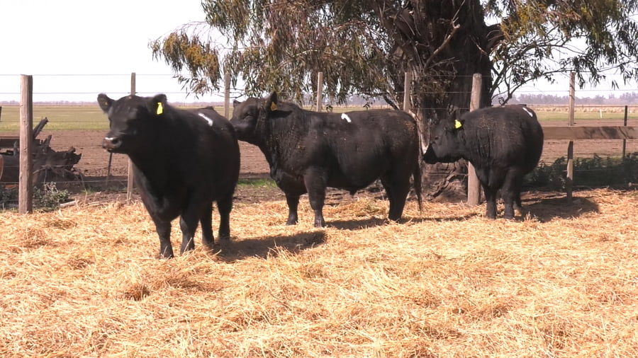 Lote TOROS PUROS POR CRUZA 