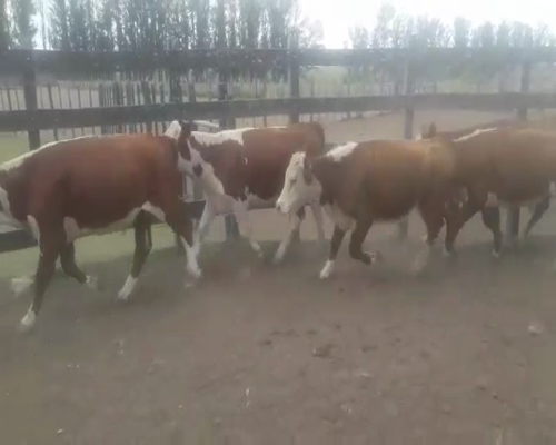 Lote 50 Novillitos en Arroyo Clé, Entre Ríos