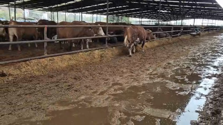 Lote 20 Novillo Gordo en Linares, VII  Región Maule