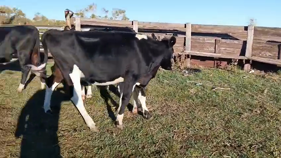 Lote 8 Vaquillonas  a remate en Pantalla Camy - Aniversario 31 Años, San José