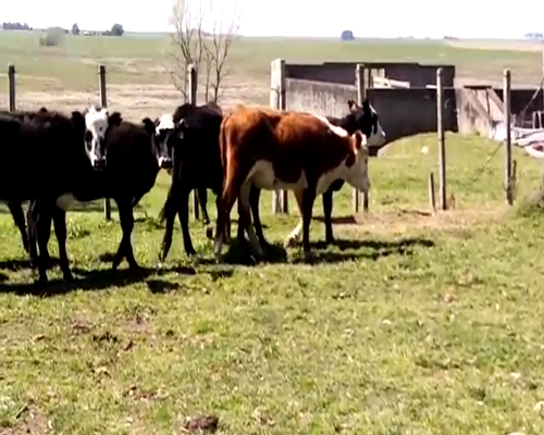 Lote Terneras