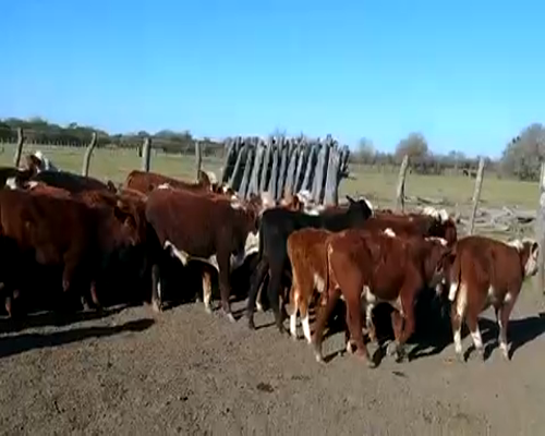 Lote 90 Terneros/as en Durazno, Entre Ríos