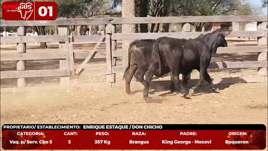 Lote LOTE 1 - EN VIVO