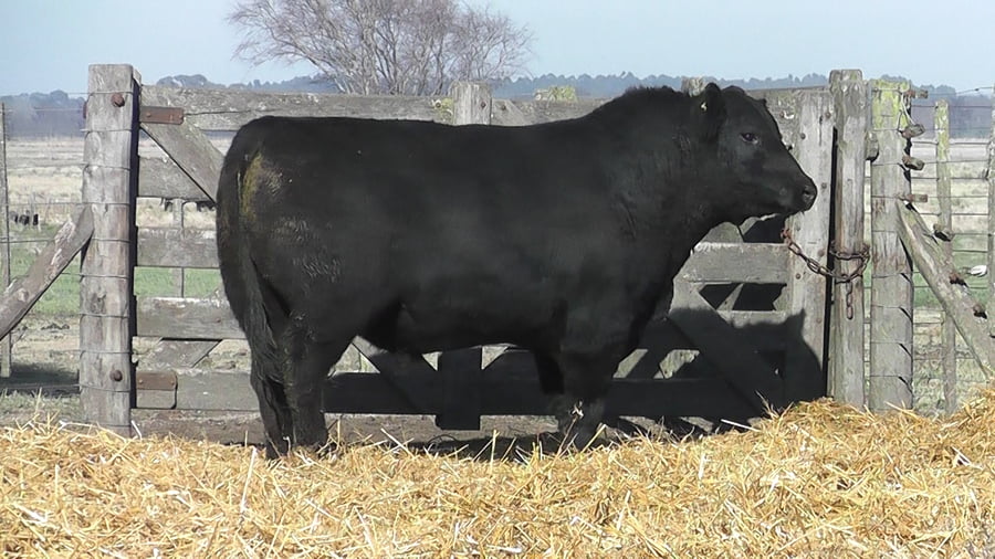 Lote TOROS PUROS POR CRUZA