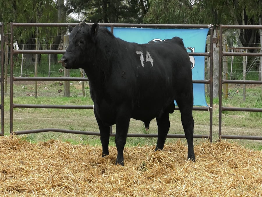 Lote TOROS ANGUS NEGROS PC