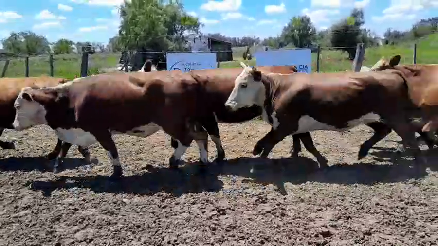 Lote 35 Vaca Exportacion