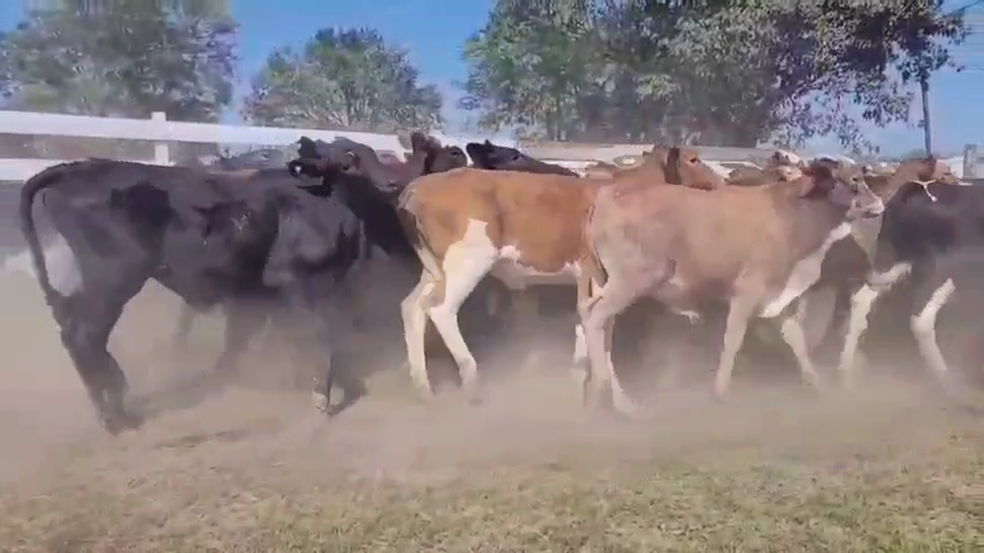 Lote 120 Terneros/as en Chaco, Makallé