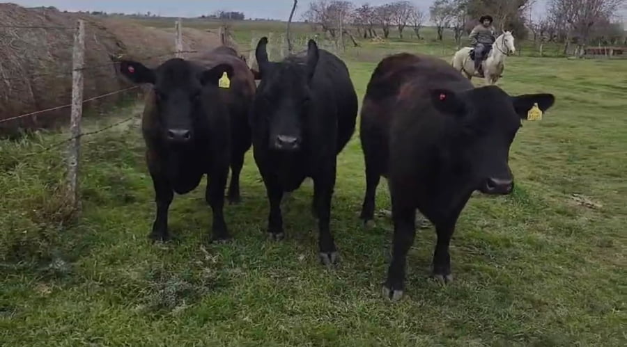 Lote Cabaña El destino