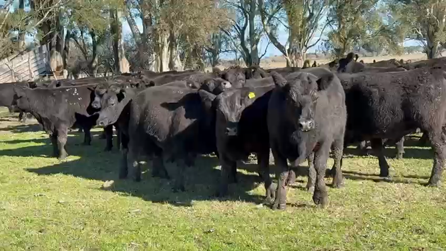 Lote 65 Novillo Consumo