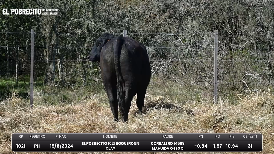 Lote Toros Brangus