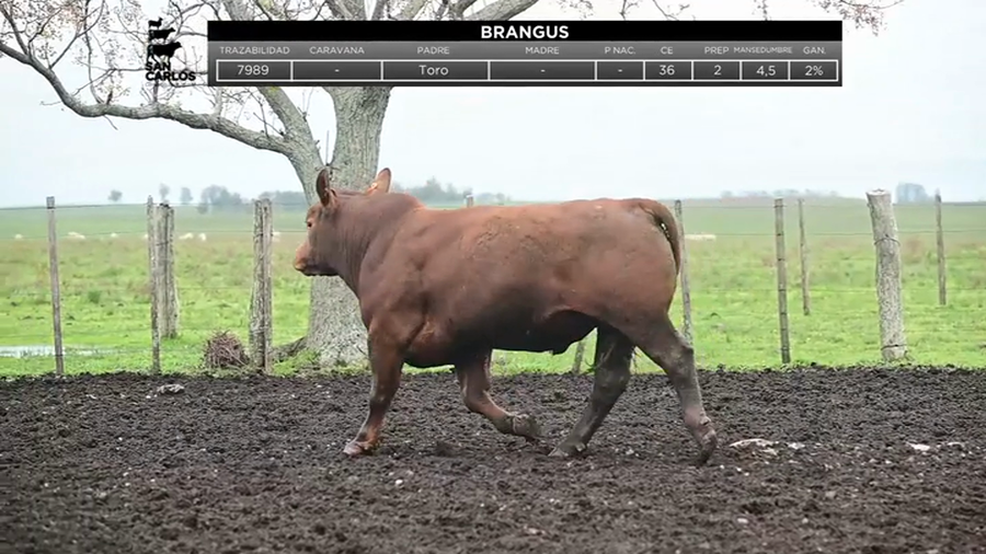 Lote Toros a remate en La Magdalena y San Carlos, Artigas