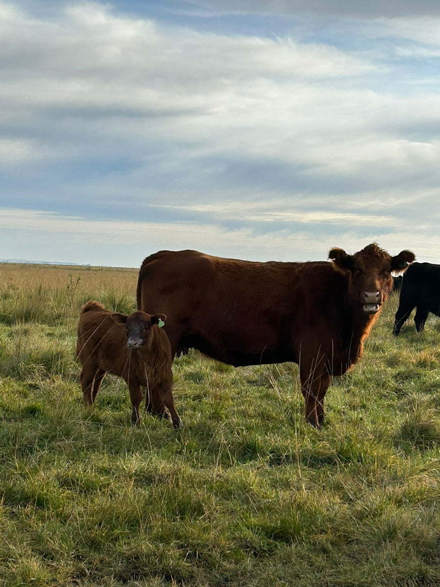 Lote 62 VACAS C/CRIAS