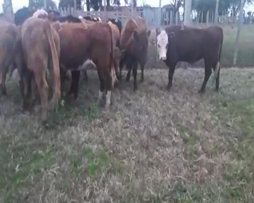 Lote 9 Novillos HEREFORD ANGUS a remate en Pantalla Camy 0 - 0kg - , San José