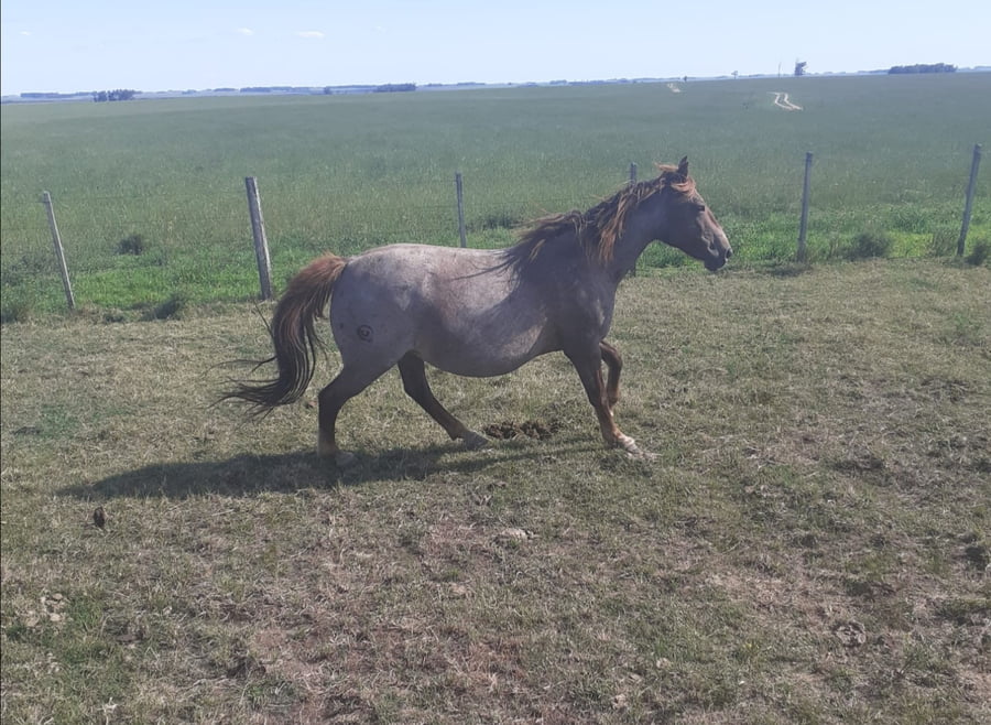 Lote RP 10 - LORENA TABORDA