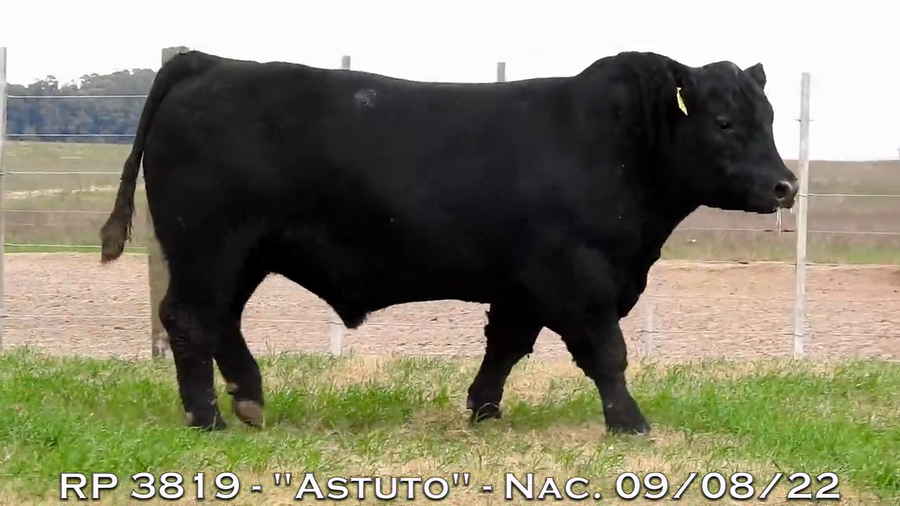 Lote TOROS PUROS DE PEDIGREE