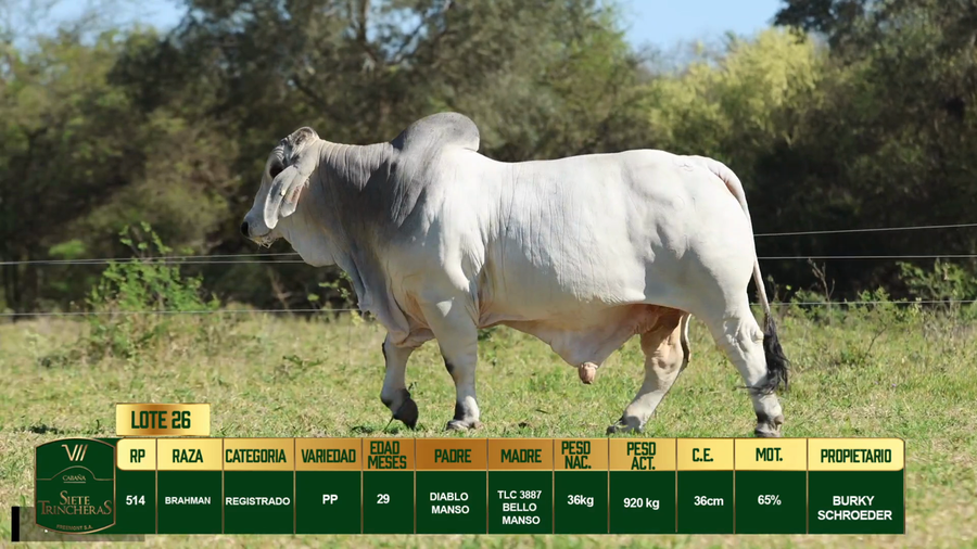 Lote LOTE 26