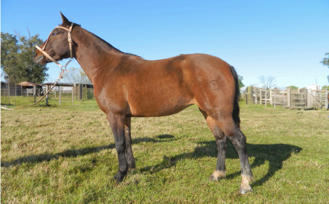 Lote KALANDRIA 158 DE NC