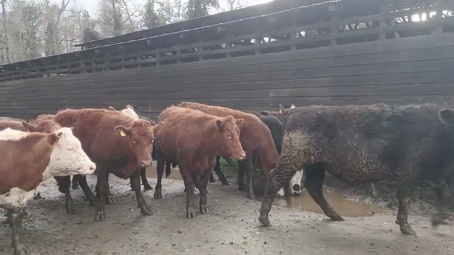 Lote 23 Vaquilla Gorda en Panguipulli, XIV Región Los Ríos