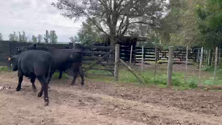 Lote 9 Novillitos en Gral. Paz, Buenos Aires