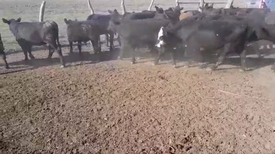 Lote 70 Terneros/as en Entre Ríos, San Salvador