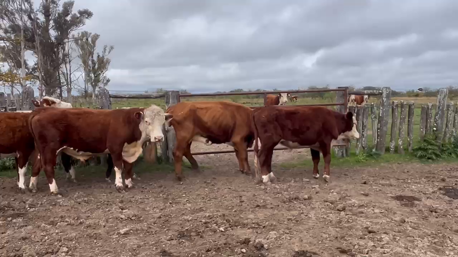 Lote 3 Vacas Conserva en Corrientes, Curuzú-Cuatiá