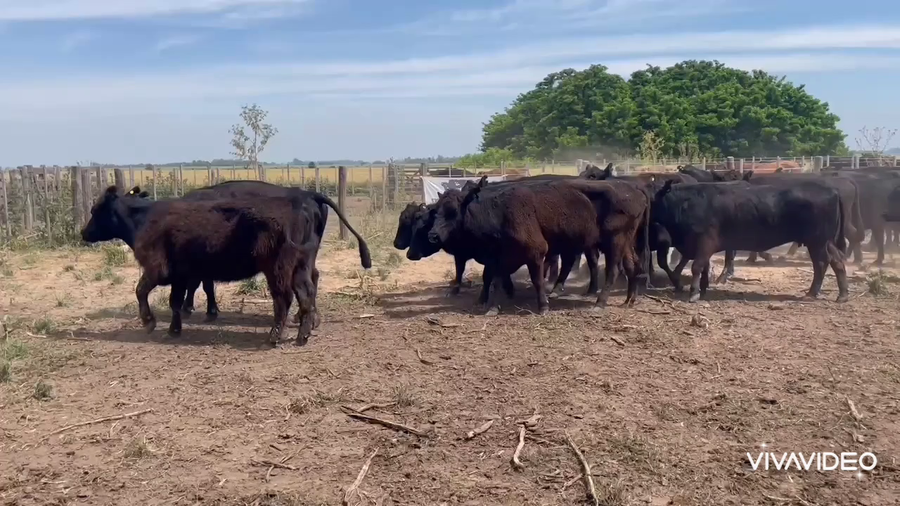 Lote 23 Vacas C/ gtia de preñez en Cañuelas, Buenos Aires