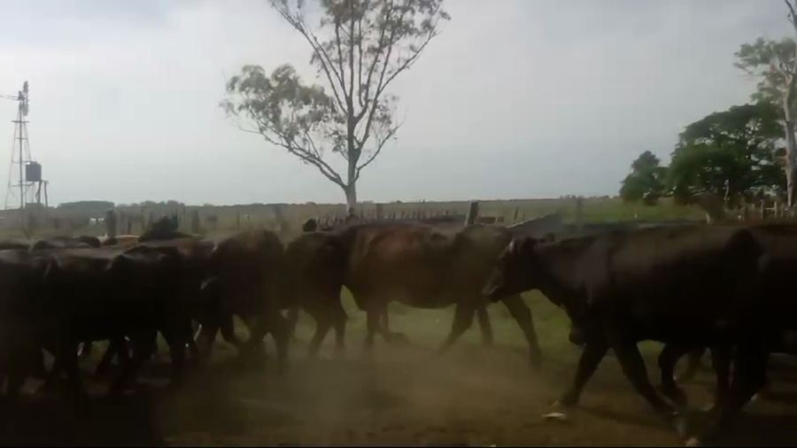 Lote 37 Vacas de invernar en Entre Ríos, El Redomón