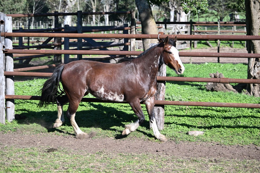 Lote LA BRAVA LINDEZA