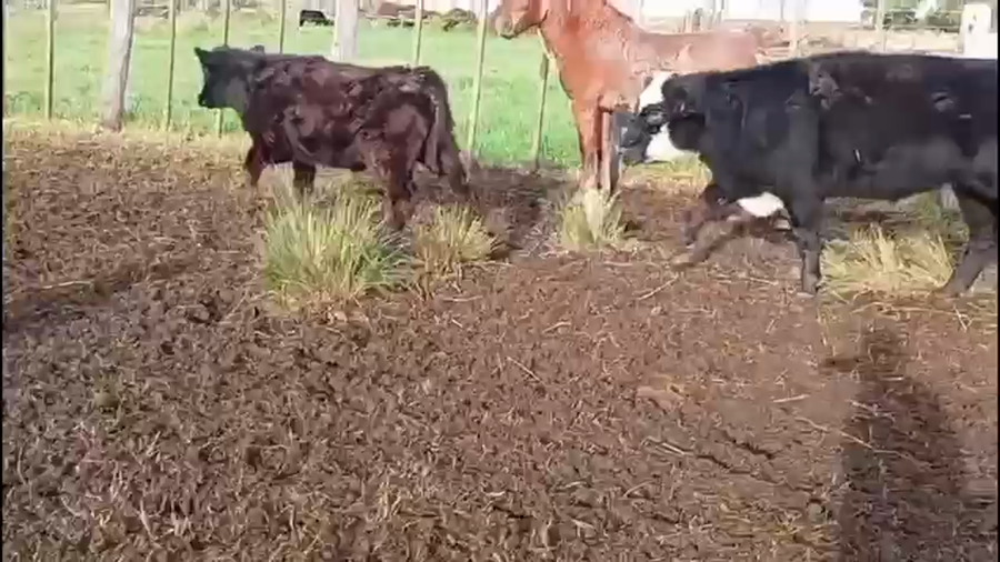 Lote 52 Terneros/as en Buenos Aires