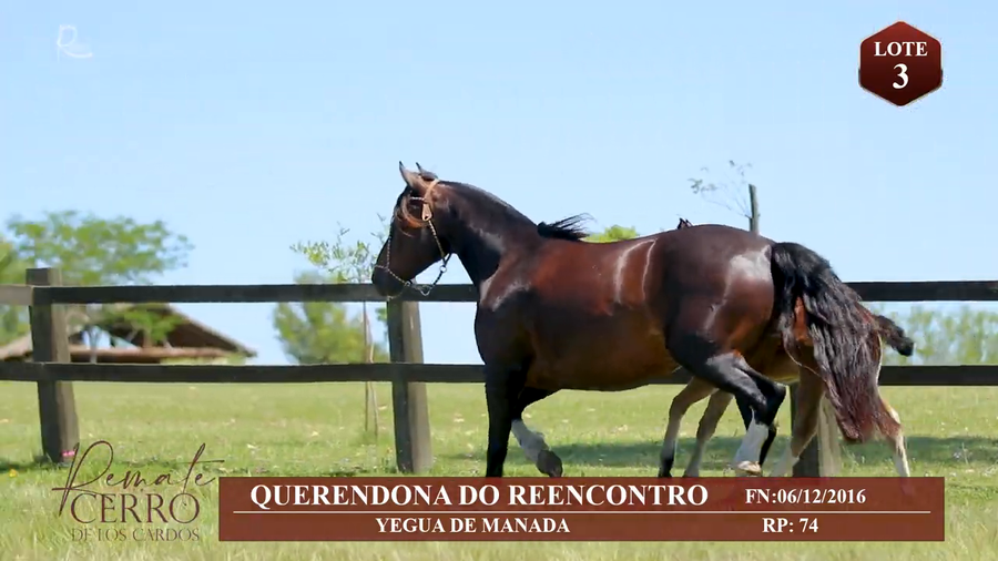 Lote QUERENDONA DO REENCONTRO