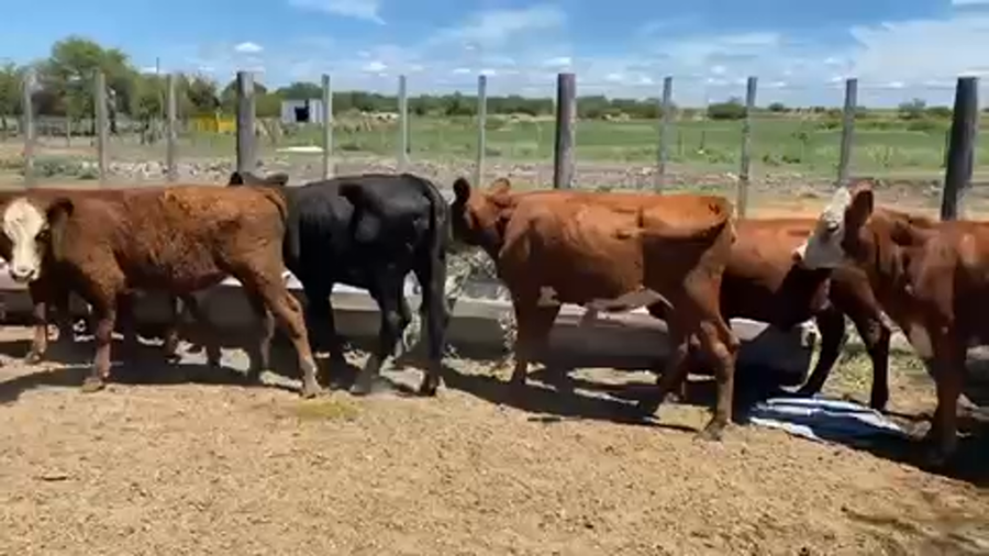 Lote 50 Terneros/as en Maciá, Entre Ríos