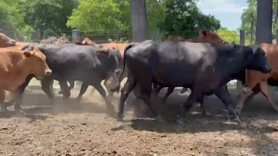 Lote 28 Vacas medio uso C/ gtia de preñez