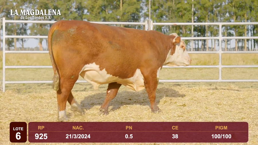 Lote Lote 6 - Hereford