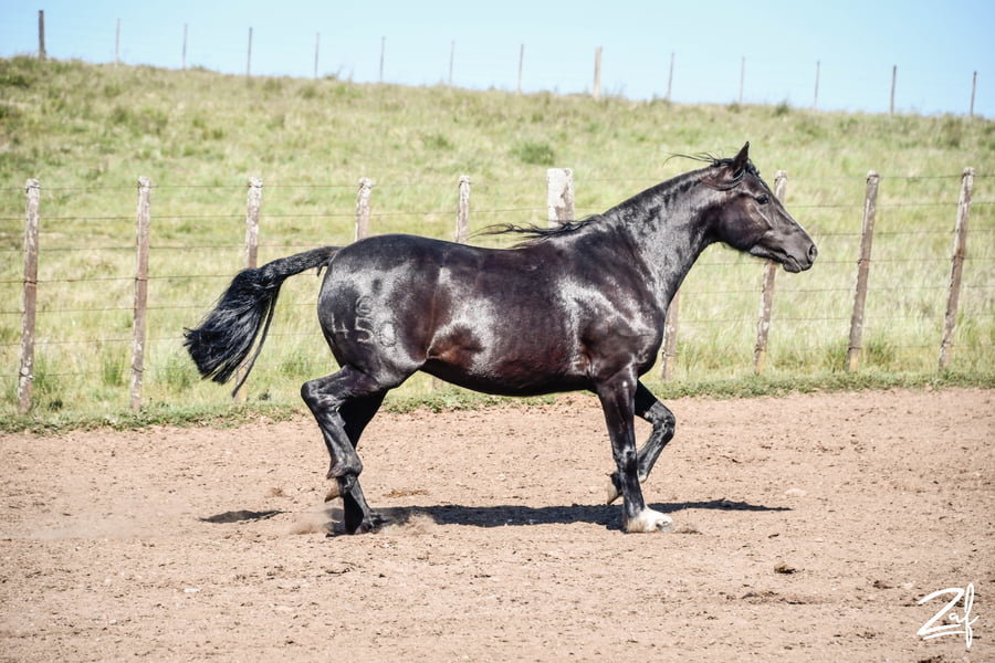 Lote FRAGATA GAITERA