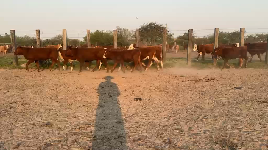 Lote 22 Terneras en Corrientes, Mercedes