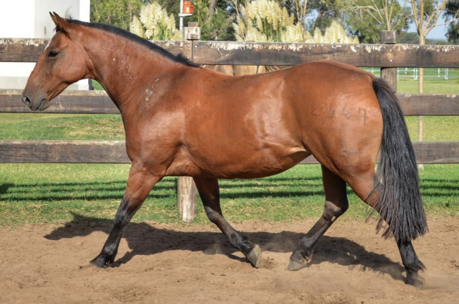 Lote Charque Sinfonia