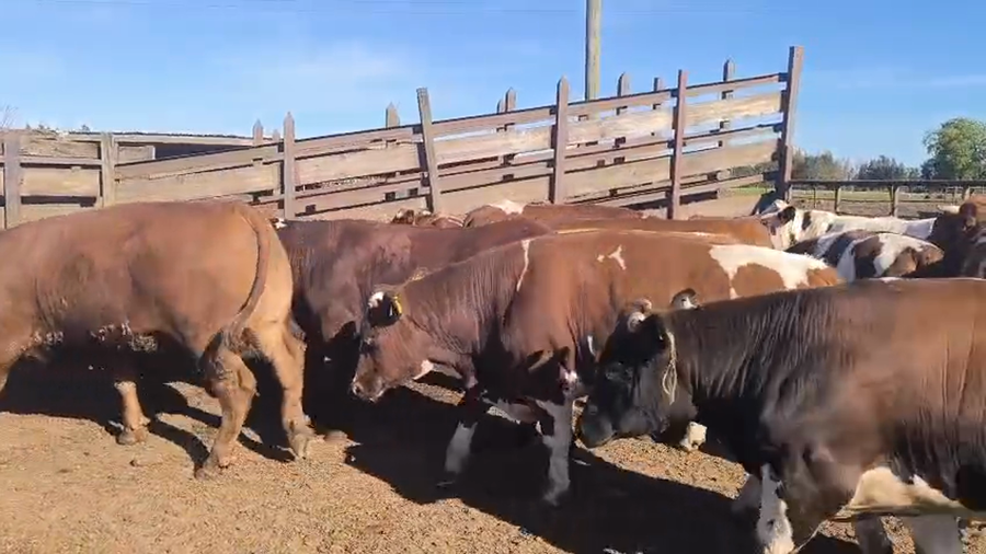 Lote 20 Novillo Gordo en Los Ángeles, VIII Región Biobío