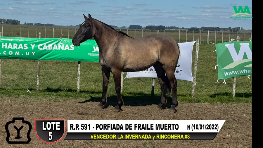 Lote PORFIADA DE FRAILE MUERTO