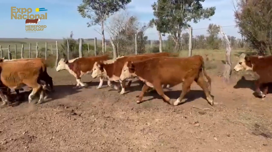 Lote 92 Vaquillonas 1 a 2 años HEREFORD a remate en Expo Nacional 2022 208kg - , Salto