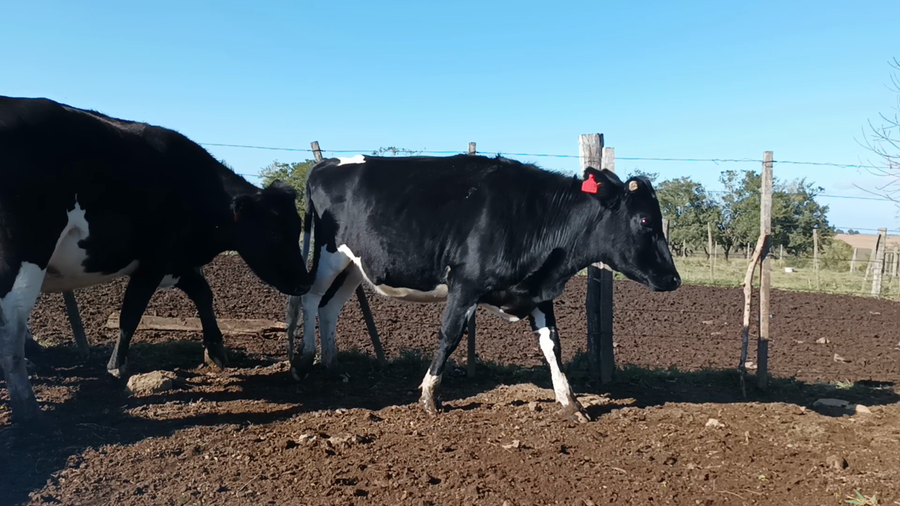 Lote 3 Vaquillonas preñadas en San José , San José